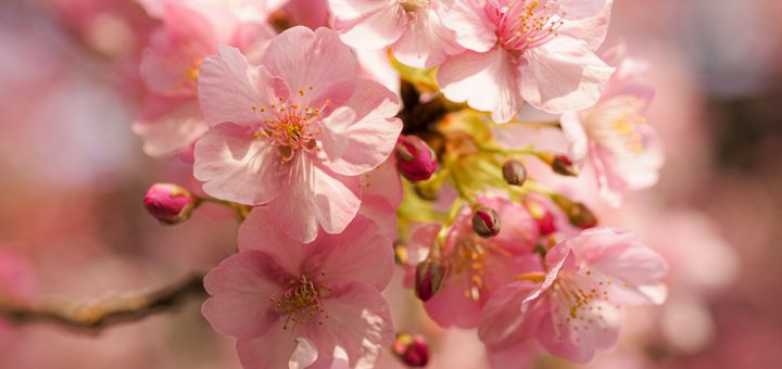 KANAGAWA - Rực rỡ sắc hoa Anh Đào nở sớm - Kawazu Sakura in Miura Kaigan