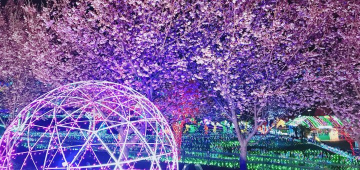 SHIZUOKA - Choáng ngợp với ánh đèn LED rực rỡ với sắc Sakura, chỉ có ở cao nguyên Izu