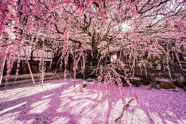 KOBE - Rung động trước màu hồng rực rỡ của hoa mận ở đảo Awaji - WOM JAPAN