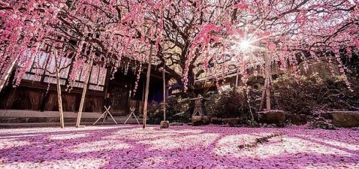 KOBE - Rung động trước màu hồng rực rỡ của hoa mận ở đảo Awaji