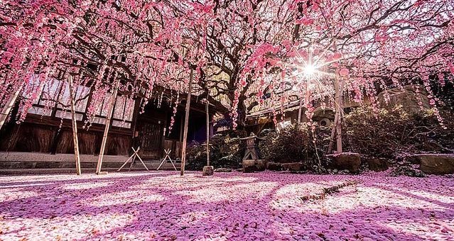 KOBE - Rung động trước màu hồng rực rỡ của hoa mận ở đảo Awaji