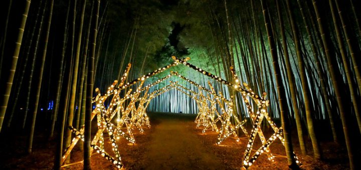 Tochigi - Khám phá không gian ánh sáng huyền ảo ở Nông trại tre Wakayama năm 2020