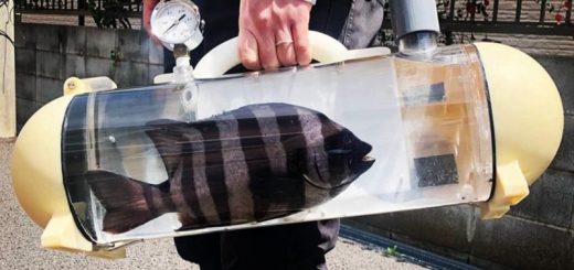 Nhật Bản: Dắt thú cưng đi dạo theo kiểu độc dị theo phiên bản bể cá di động