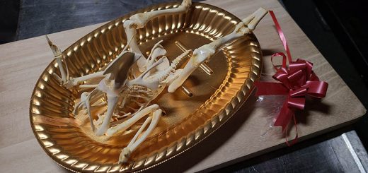 Chàng trai Nhật ăn xong thịt, lắp ráp thành bộ xương hoàn chỉnh, ước mơ lập viện bảo tàng xương