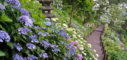 Nhất định một lần phải đến ngôi chùa đẹp nhất tỉnh Kanagawa ngắm hoa cẩm tú cầu