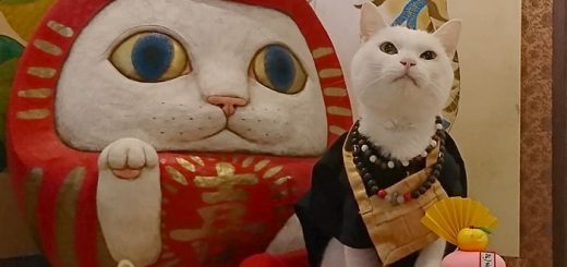 Ngôi đền kỳ lạ ở Nhật Bản, nơi những con mèo thể hiện quyền lực tối thượng của mình