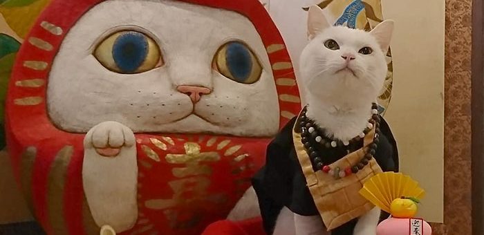 Ngôi đền kỳ lạ ở Nhật Bản, nơi những con mèo thể hiện quyền lực tối thượng của mình
