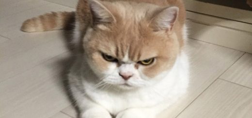 Con mèo có khuôn mặt “khó ở” nhưng khiến cư dân mạng Nhật phát cuồng