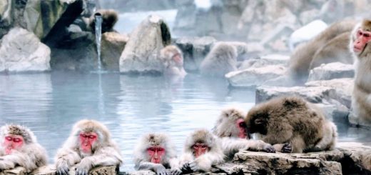 Tháng 1 và tháng 2: Khỉ tuyết rủ nhau đi tắm suối nước nóng tại Jigokudani Monkey Park