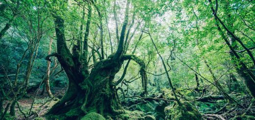 Vẻ đẹp đầy ma mị của khu rừng Nhật cổ đại, bối cảnh phim anime 