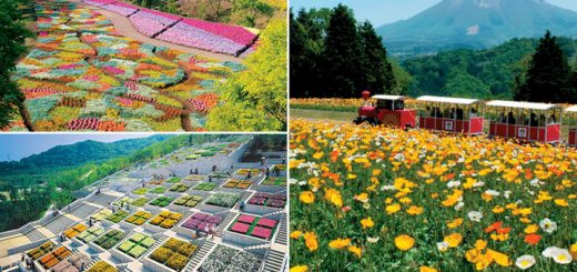 Top 5 địa điểm ngắm hoa đẹp nhất vùng Kansai vào mùa xuân, bạn đừng bỏ lỡ!