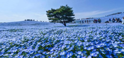 3 địa điểm ngắm hoa đẹp nhất vùng Kanto, du khách mong chờ nhất vào mùa xuân này