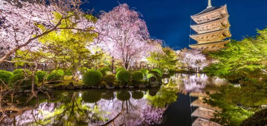Ngắm trọn vẹn tất cả những điểm hoa anh đào nở đẹp nhất Kyoto dọc theo các tuyến tàu
