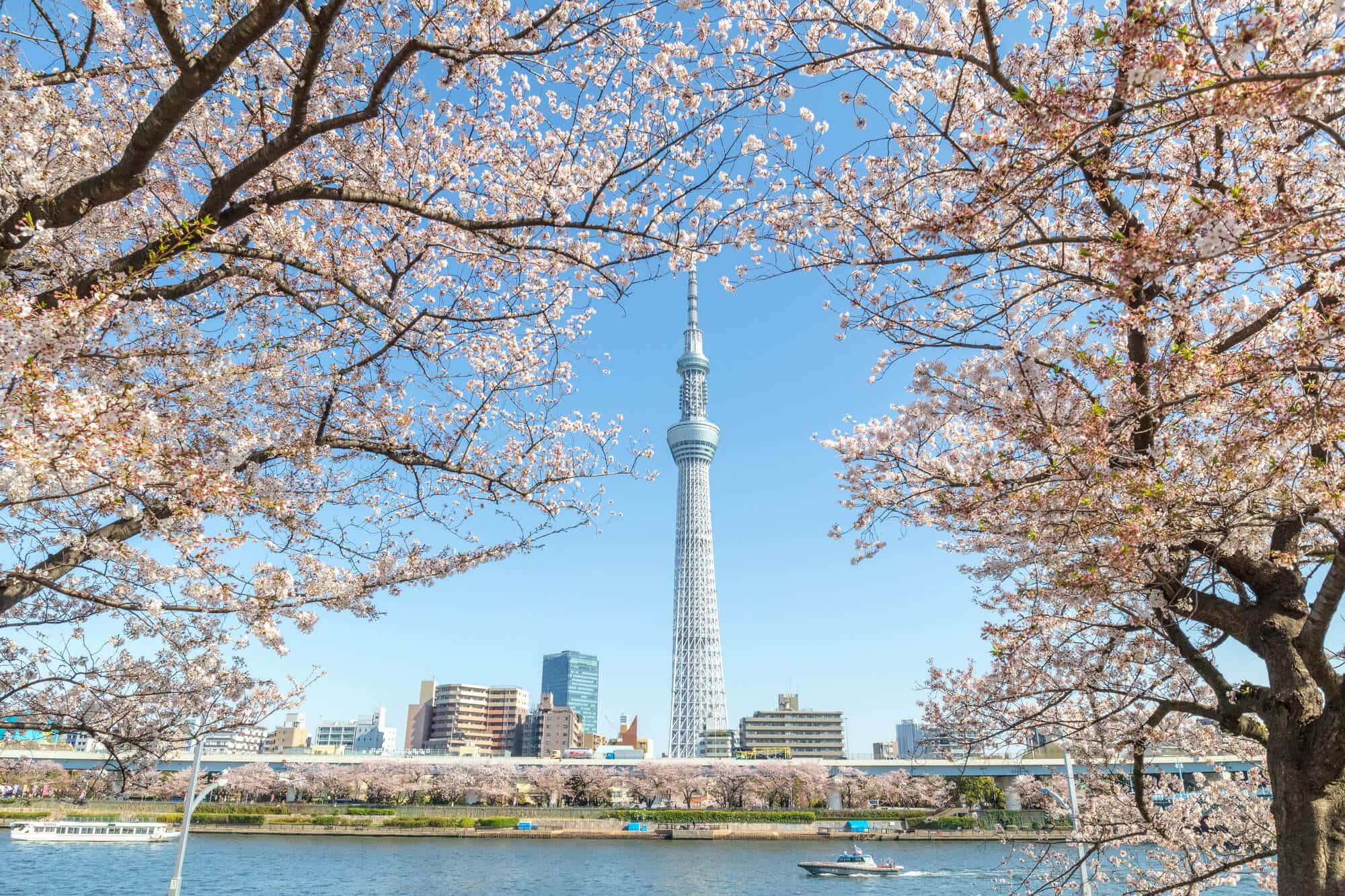 Ngắm nhìn cảnh quan ngoạn mục của Tokyo Sky Tree và hoa anh đào tại công  viên Sumida - WOM JAPAN