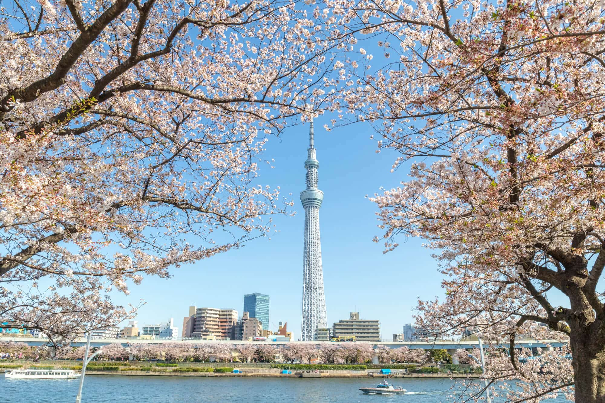 Ngắm nhìn cảnh quan ngoạn mục của Tokyo Sky Tree và hoa anh đào tại công viên Sumida - WOM JAPAN