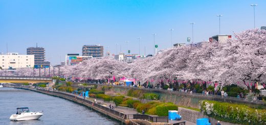 Ngắm nhìn cảnh quan ngoạn mục của Tokyo Sky Tree và hoa anh đào tại công viên Sumida
