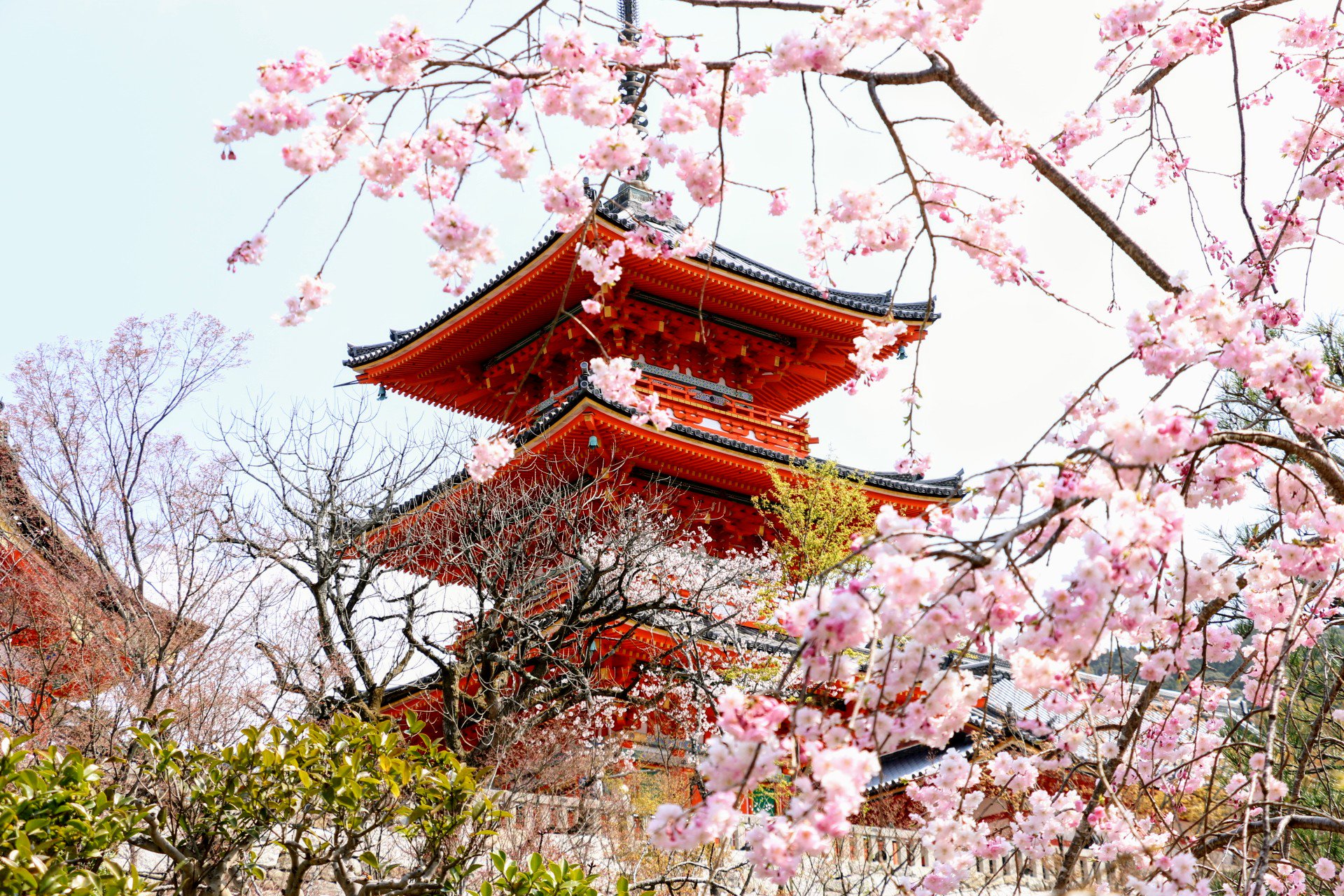 Ngắm trọn vẹn tất cả những điểm hoa anh đào nở đẹp nhất Kyoto dọc ...