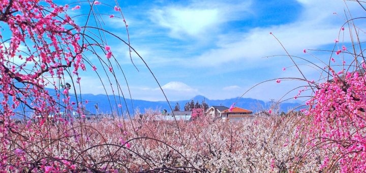 Top những địa điểm ngắm hoa mận nở đẹp nhất vùng Kanto từ tháng 3 – tháng 4/2022