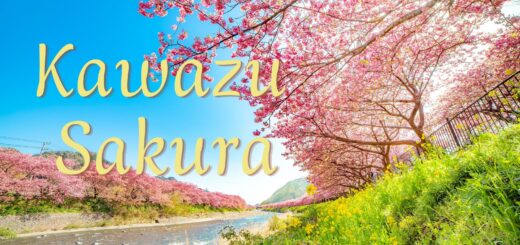 Kawazu-cho Phong cảnh thiên nhiên ngoạn mục với biển,  sông, núi cùng hoa anh đào nở sớm
