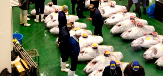 Làm thế nào để xem phiên đấu giá cá ngừ Tokyo nổi tiếng tại chợ Toyosu