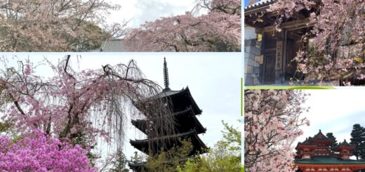 7 địa điểm ngắm hoa anh đào ở Kyoto năm 2024 (đền và chùa)