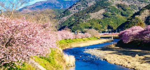 สงกรานต์สีชมพูที่… TOHOKU ทำความรู้จักกับซากุระ 3สายพันธุ์ (ตอนที่ 2)