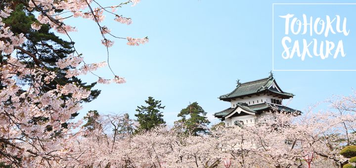 สงกรานต์สีชมพูที่... TOHOKU ร้อนนี้ก็มีซากุระ (ตอนที่ 1)