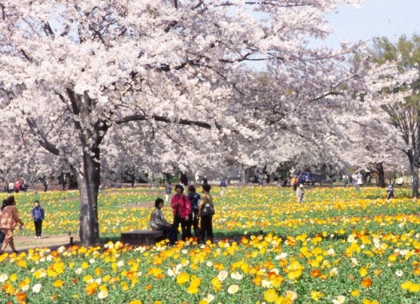 Showa Kinen Park