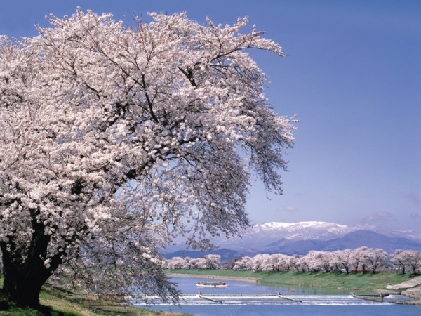 Hitome Senbonzakura