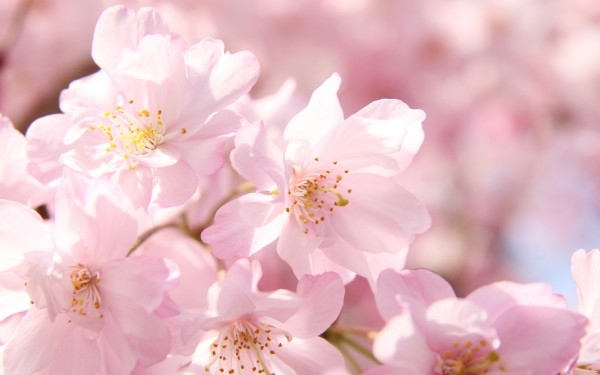Yokohama_Sakura