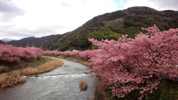 kawazu