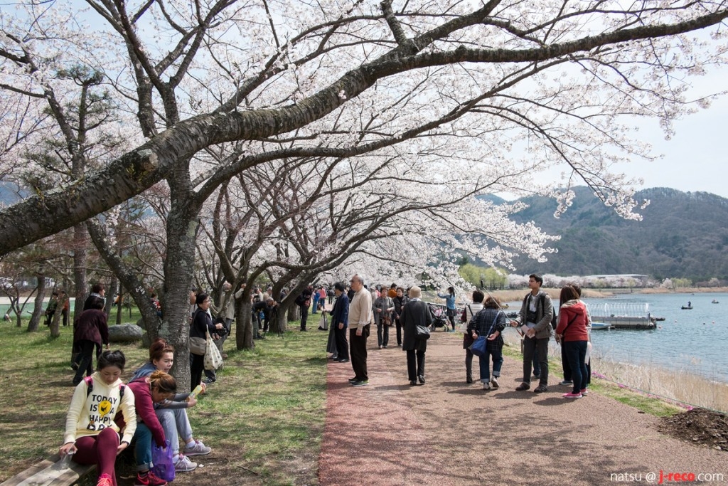 kawaguchiko-sakura-4