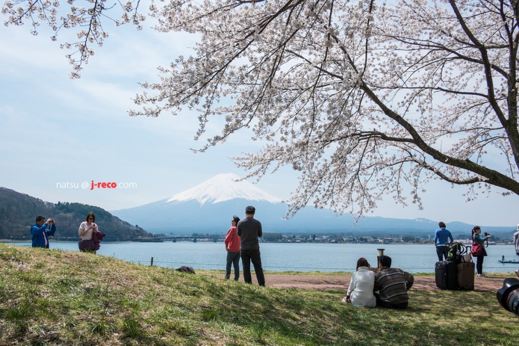 kawaguchiko-sakura-6