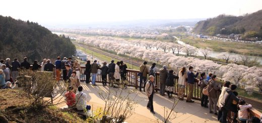 Shibata Senbonzakura Matsuri จังหวัดมิยะงิ