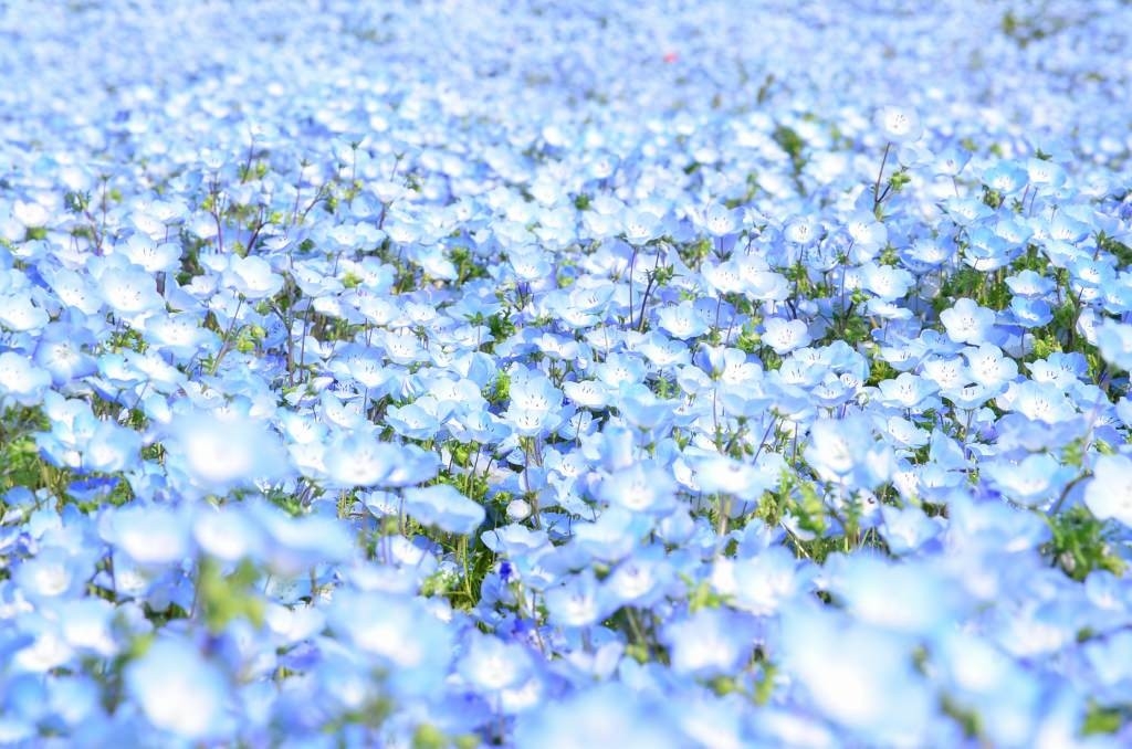 nemophila-23