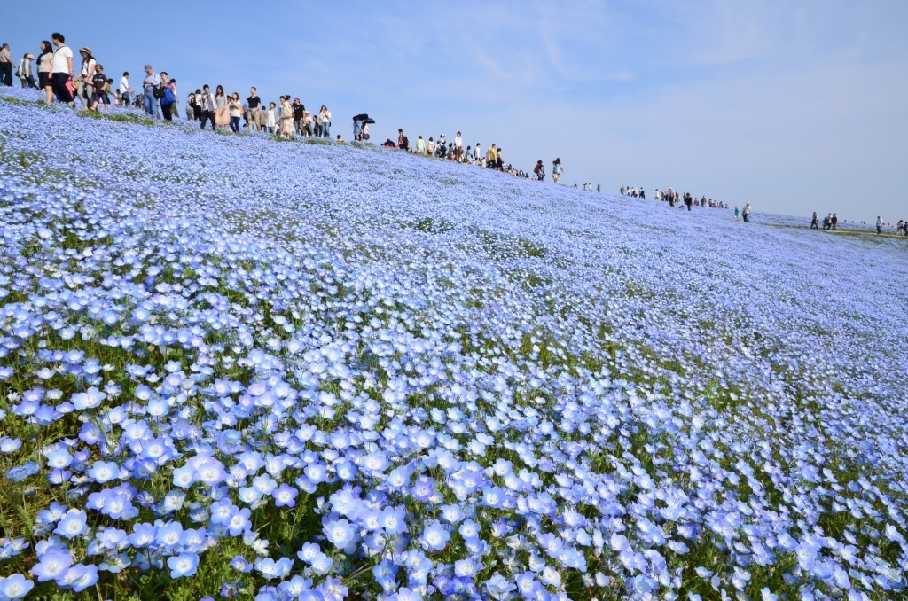 nemophila-10