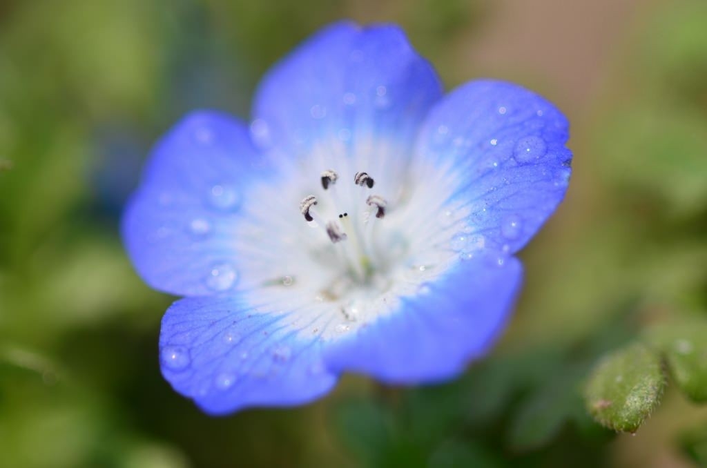 nemophila-33