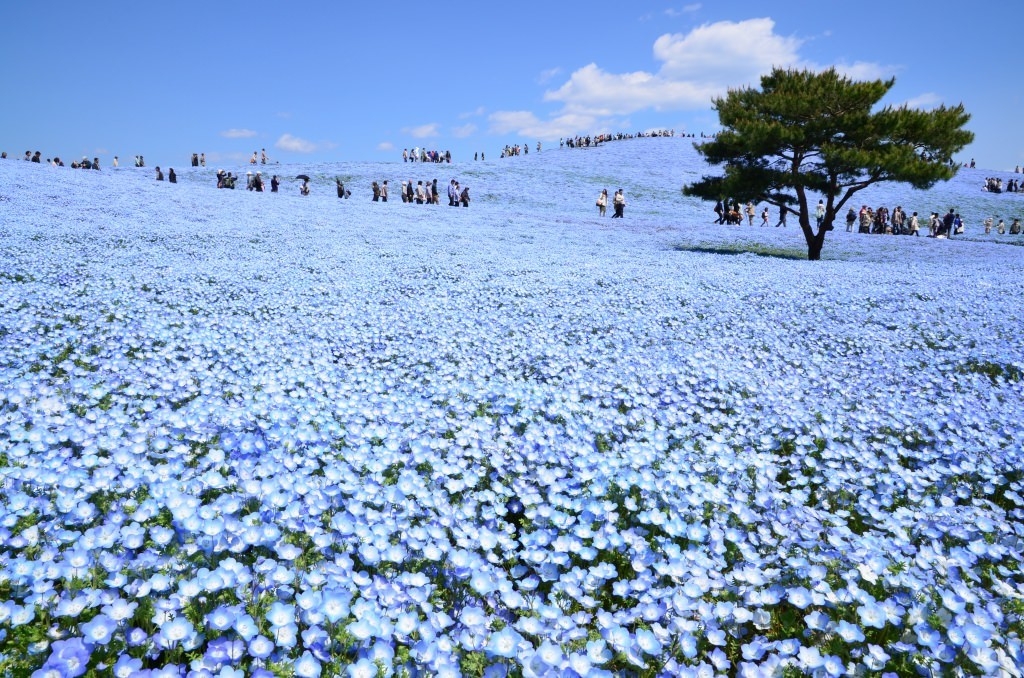 nemophila-1