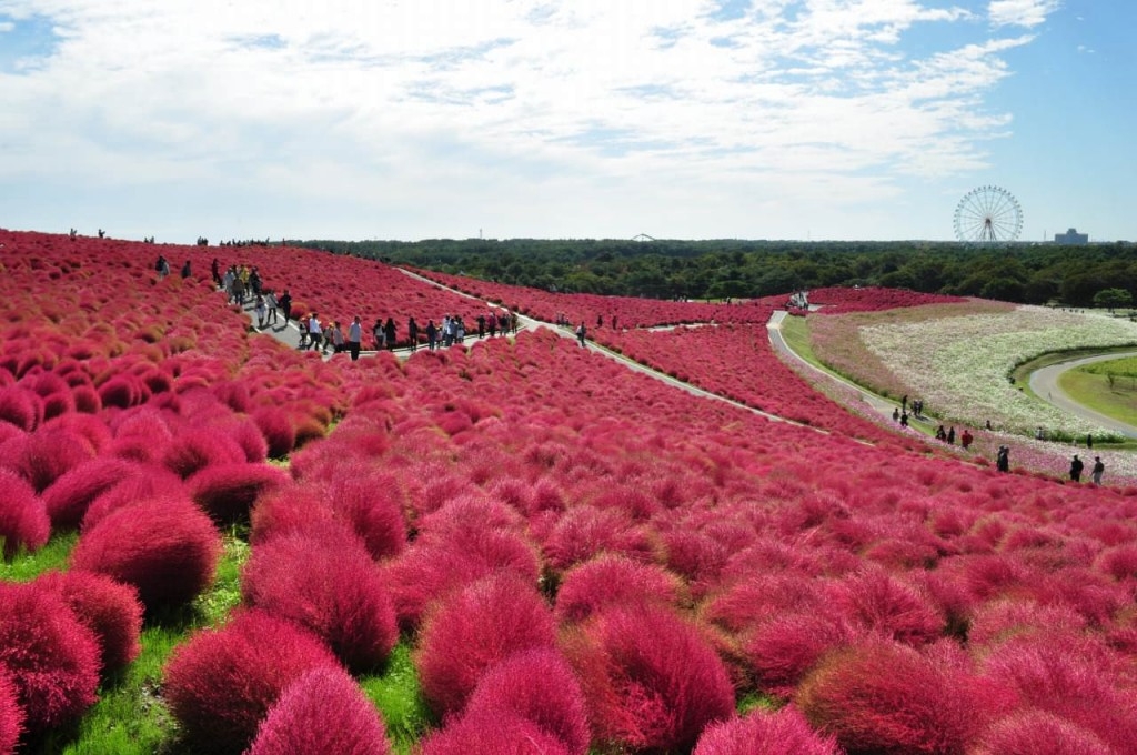 kochia1