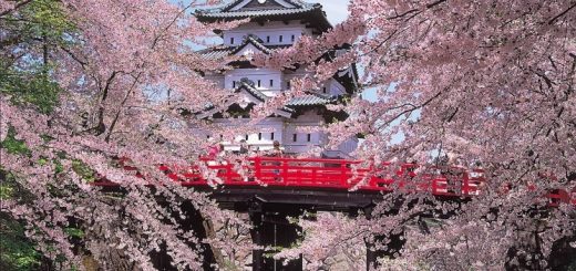 เที่ยวเทศกาลชมซากุระ “Hirosaki Cherry Blossom Festival” ปลายเมษานี้