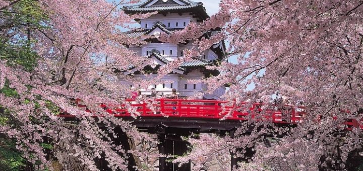 เที่ยวเทศกาลชมซากุระ “Hirosaki Cherry Blossom Festival” ปลายเมษานี้