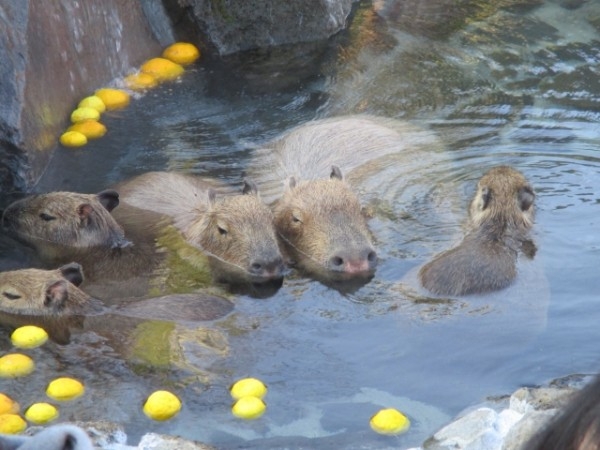 capibara007