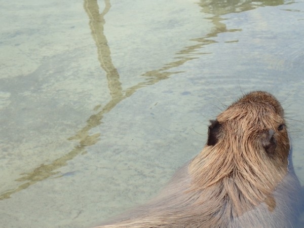capibara001