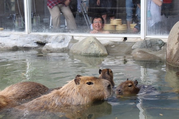 capibara003