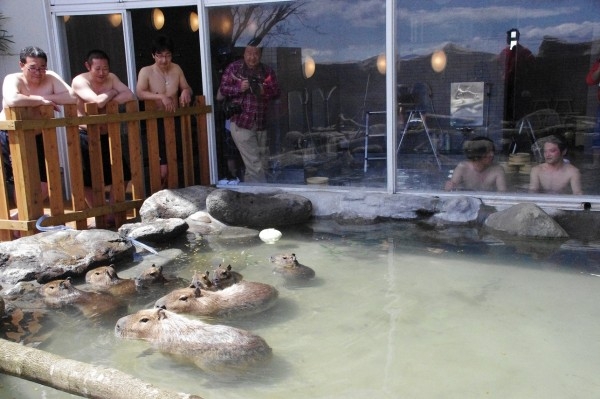 capibara004