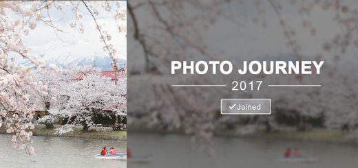 Sakura full bloom