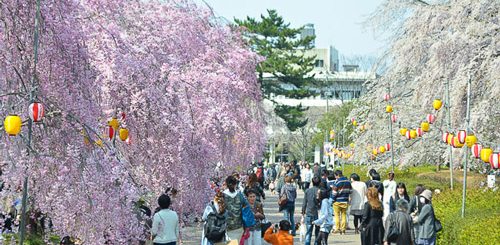 แนะนำ 6 สถานที่ชมซากุระที่สวยงามที่สุดในเซนได-Sendai