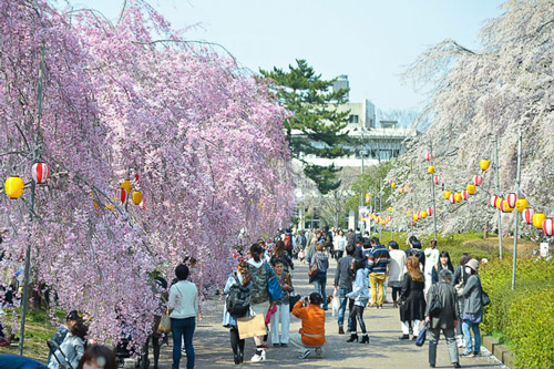 แนะนำ 6 สถานที่ชมซากุระที่สวยงามที่สุดในเซนได-Sendai