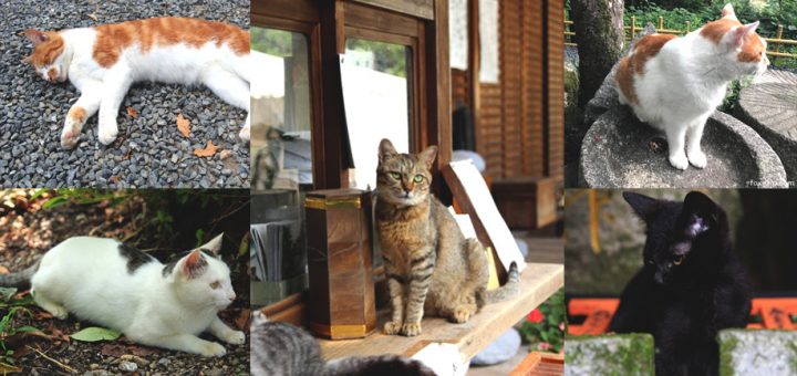 เหล่าทาสเหมียวห้ามพลาด! 7 สถานที่ในเกียวโตที่สามารถท่องเที่ยวไปพร้อมๆ กับใกล้ชิดเหล่าน้องแมวได้อย่างจุใจ