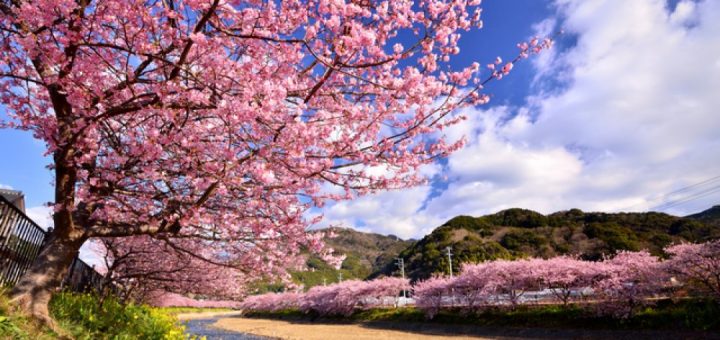ปีใหม่นี้ลองไปเที่ยวชม งานเทศกาล Kawazu-Sakura Festival 2018 กันเถอะ!